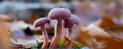 彩色随机转盘界面截图，展示8个自定义选项分区，紫色主题配色，指针指向「小明」，课堂点名场景